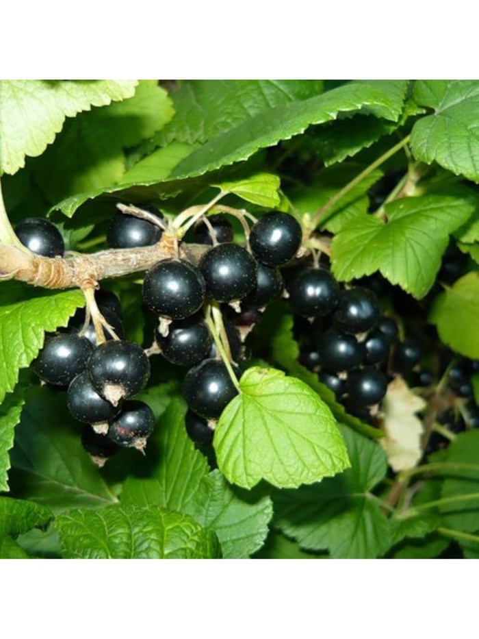 Смородина черная традиционные сорта 